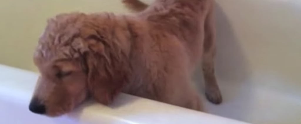 Golden Retriever Puppy Gives Himself a Bath