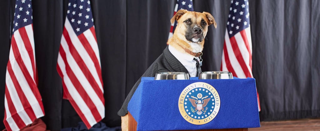 Presidential Puppy Podium From Petco