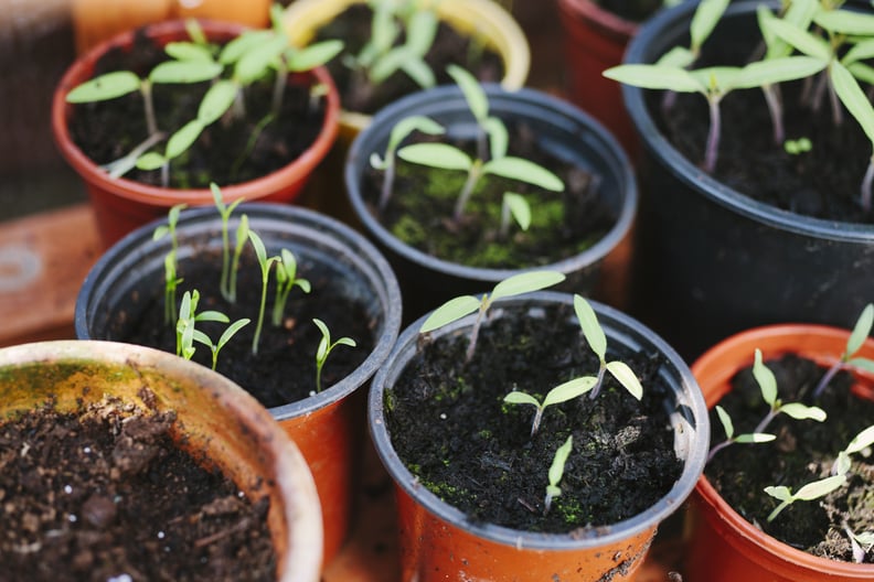 Plant some flowers.