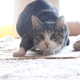 Funny Cat GIFs | POPSUGAR Tech