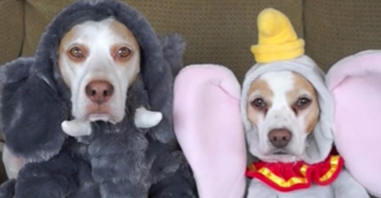 My Dogs Try On Funny Halloween Costumes 🎃 Trick or Treat? 