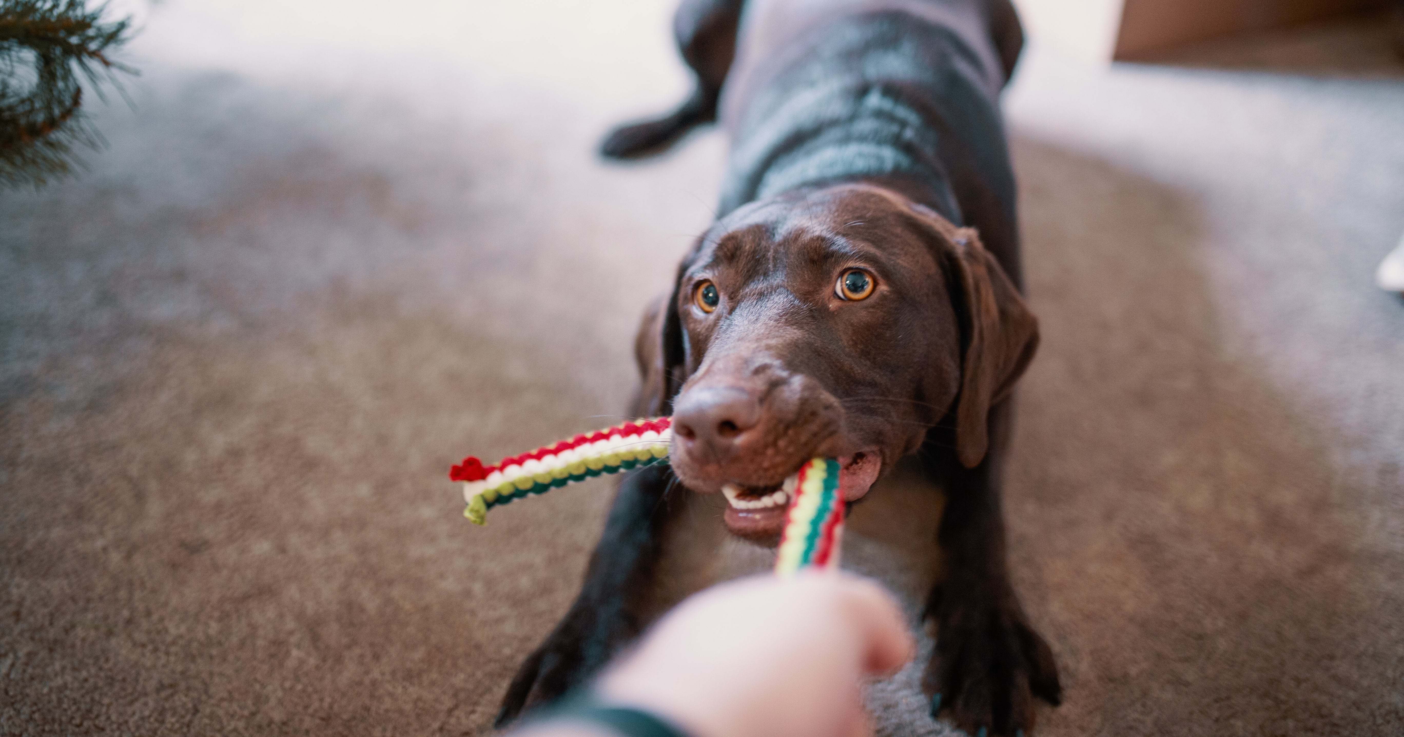 Fun pet toys for your dog and cat: National Pet Month 