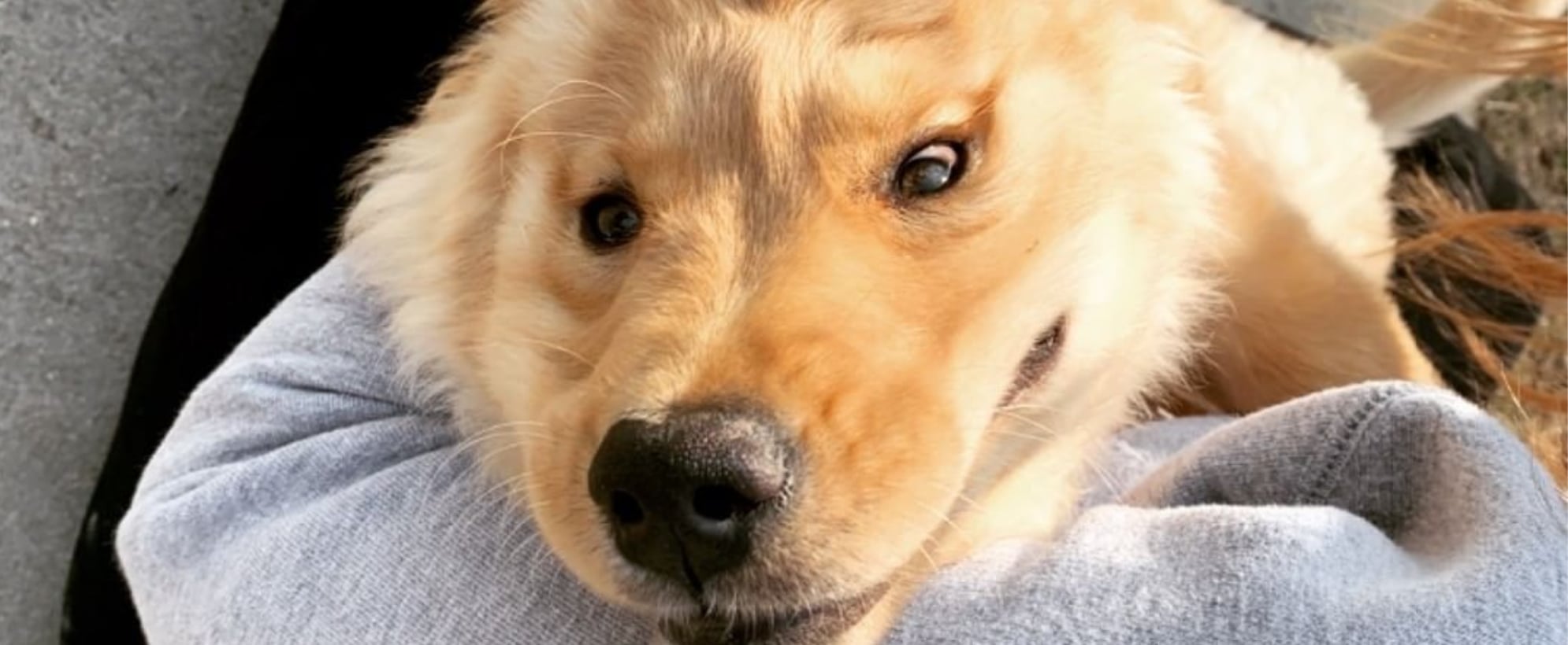 One Eared Unicorn Golden Retriever Puppy Named Rae Popsugar Pets