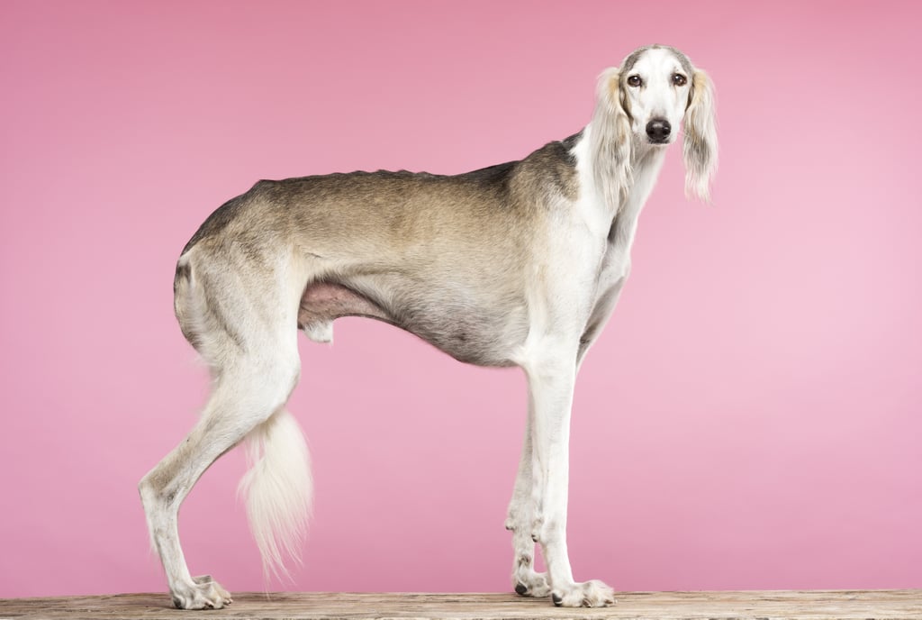 Saluki