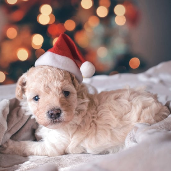 Why You Shouldn't Give Kids a Puppy For Christmas
