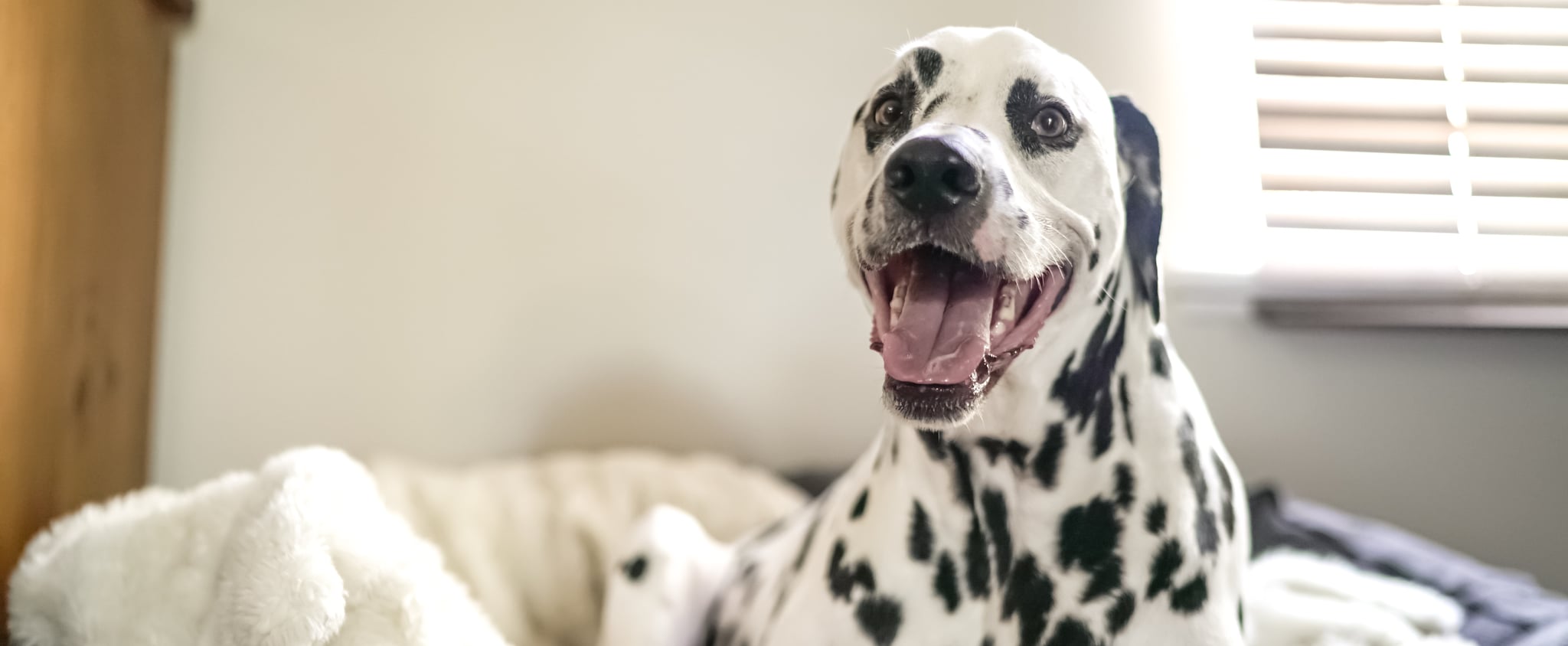 dog beds that help with anxiety
