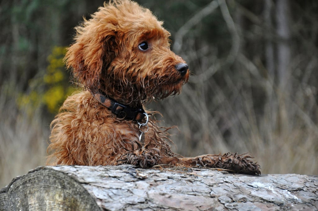 Cute Pictures of Labradoodles