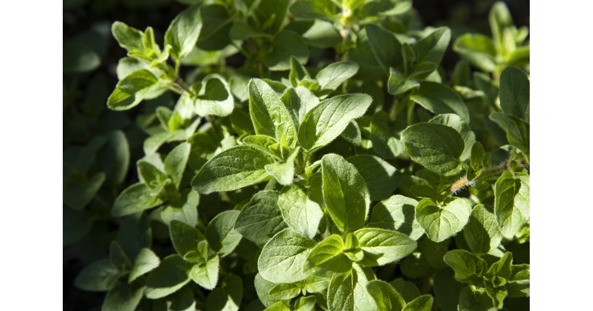 Oregano How to Keep Bugs Out of the Garden POPSUGAR Home UK Photo 30