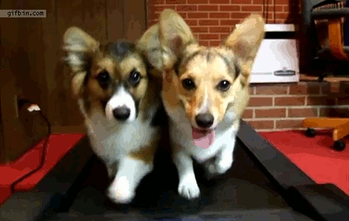 Two Corgis running on a treadmill.