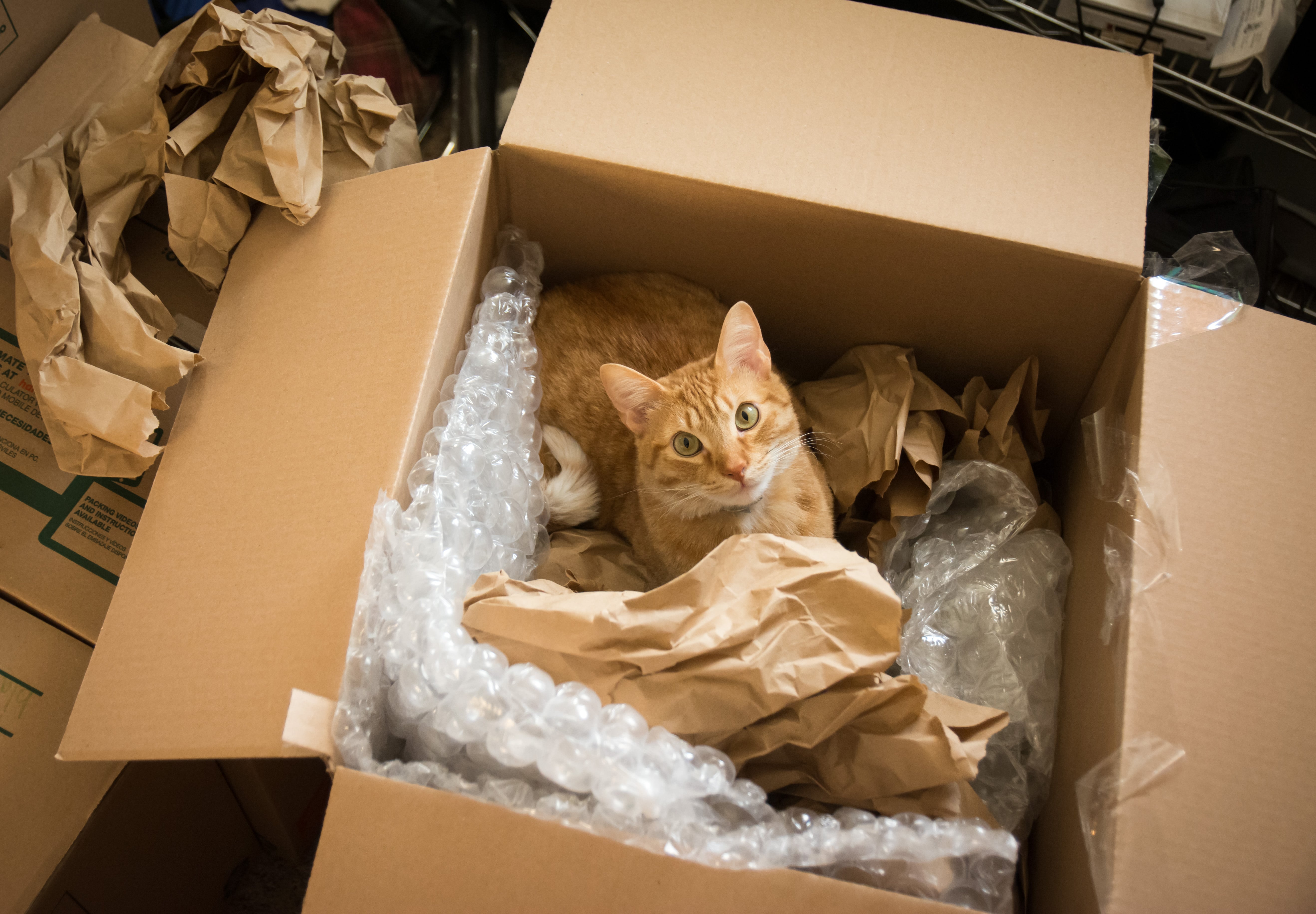 Shipping a cat 2025