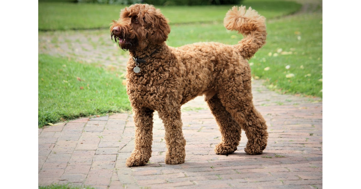 Labradoodle Dog Breeds That Don't Shed POPSUGAR Pets Photo 14
