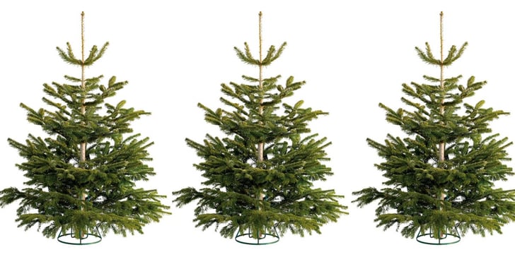 Homebase selling REAL Christmas trees at unbelievably low ...