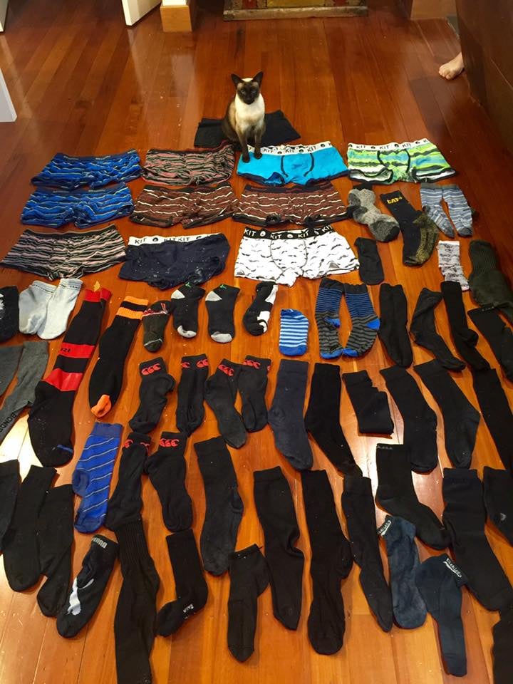 Cat Steals Underwear
