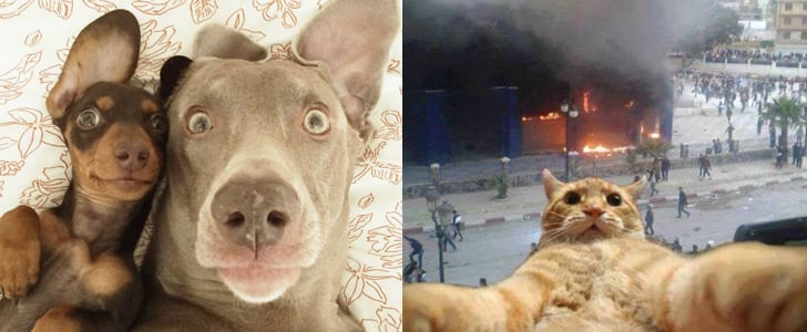 Animal Selfies