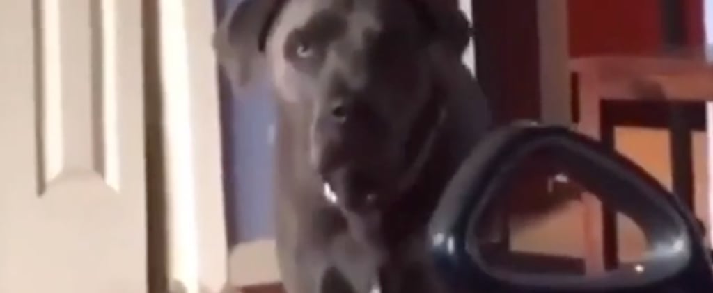 Funny Videos of Pit Bulls
