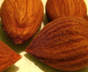 Food Definition Of Noyau Popsugar Food Food Definition Of Noyau Popsugar Food