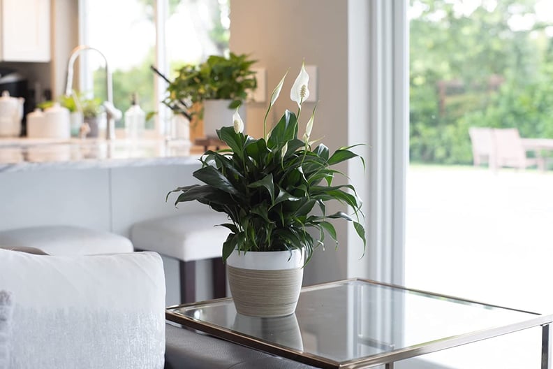 An Air Purifier: Costa Farms Spathiphyllum Peace Lily