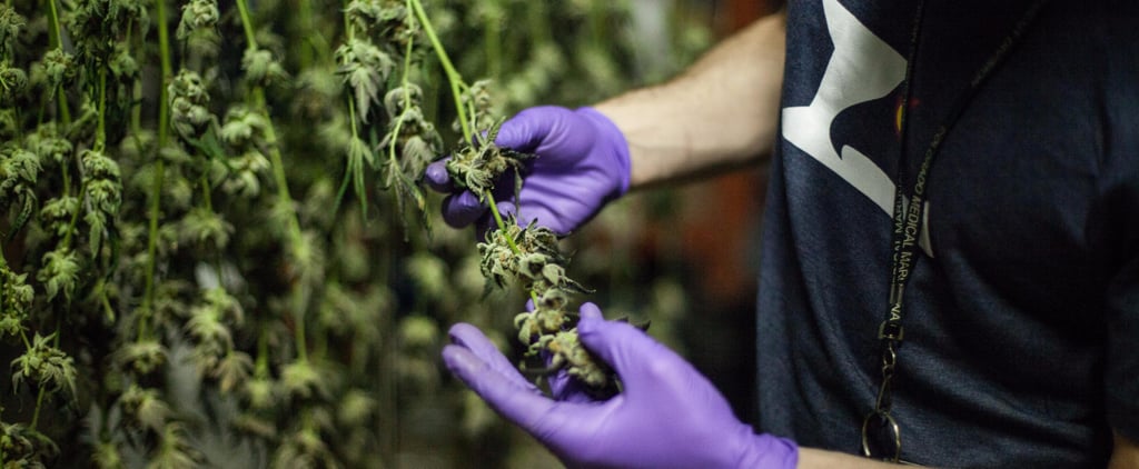 Personal Essay on Pot Tourism in Colorado