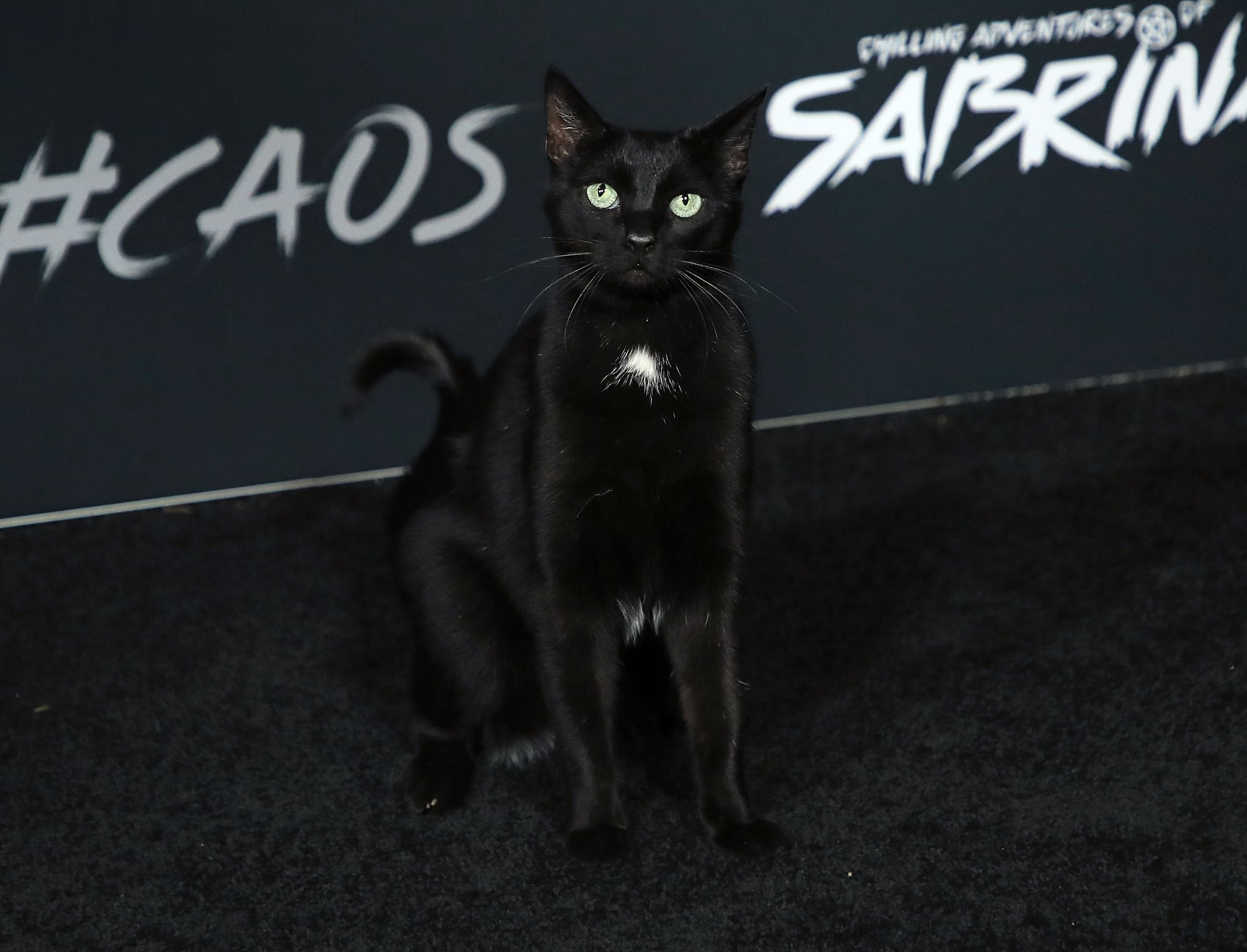 Movies Tv Music Salem The Cat Showed Up To The Chilling Adventures Of Sabrina Red Carpet So Yeah I M Deceased Popsugar Entertainment Photo 5