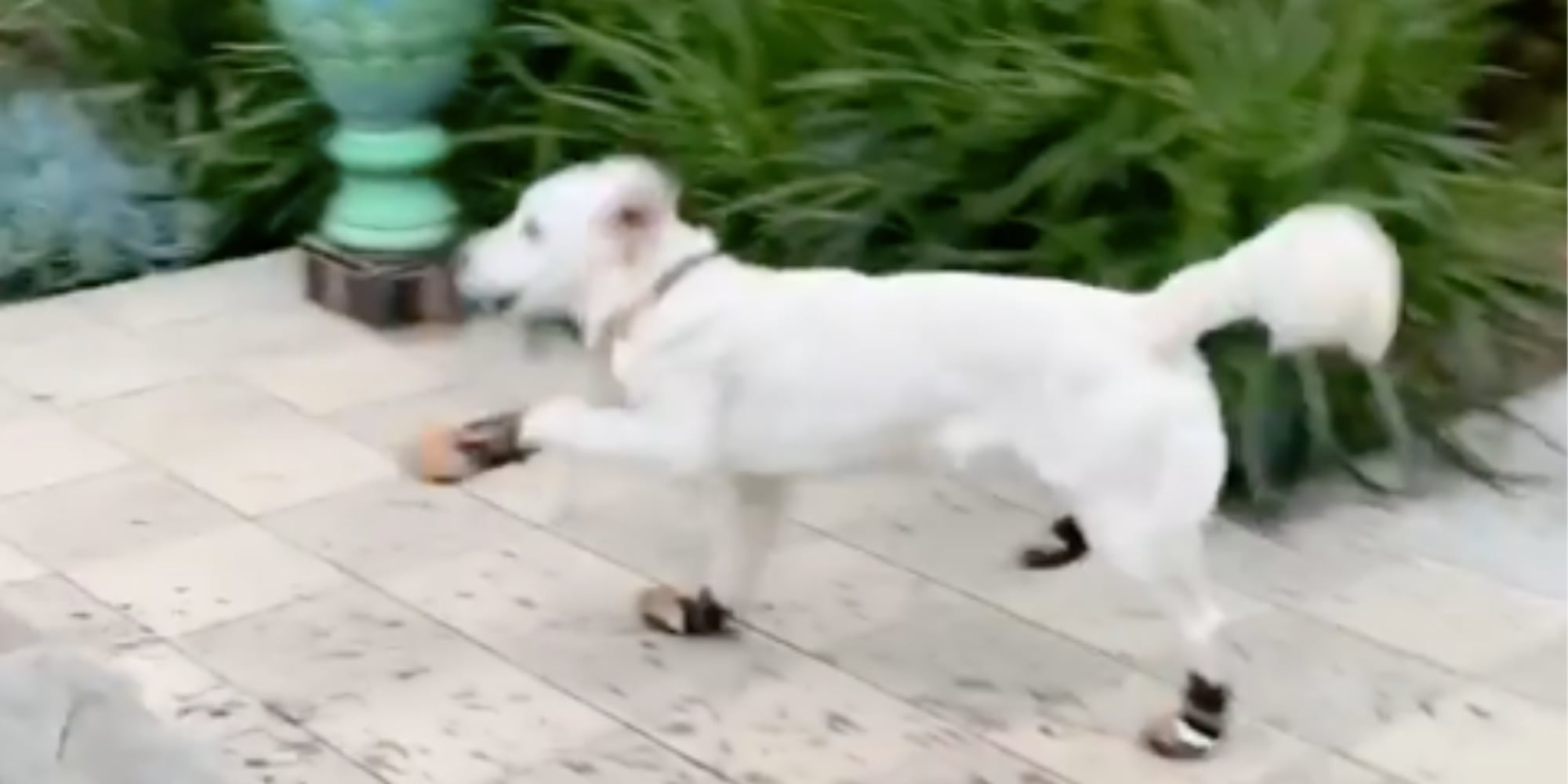 Golden Retriever Wearing Dog Booties Video POPSUGAR Pets