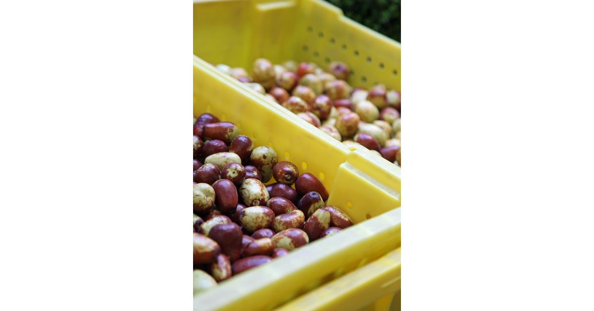 Jujube Dates Fall Produce Guide POPSUGAR Food Photo 22