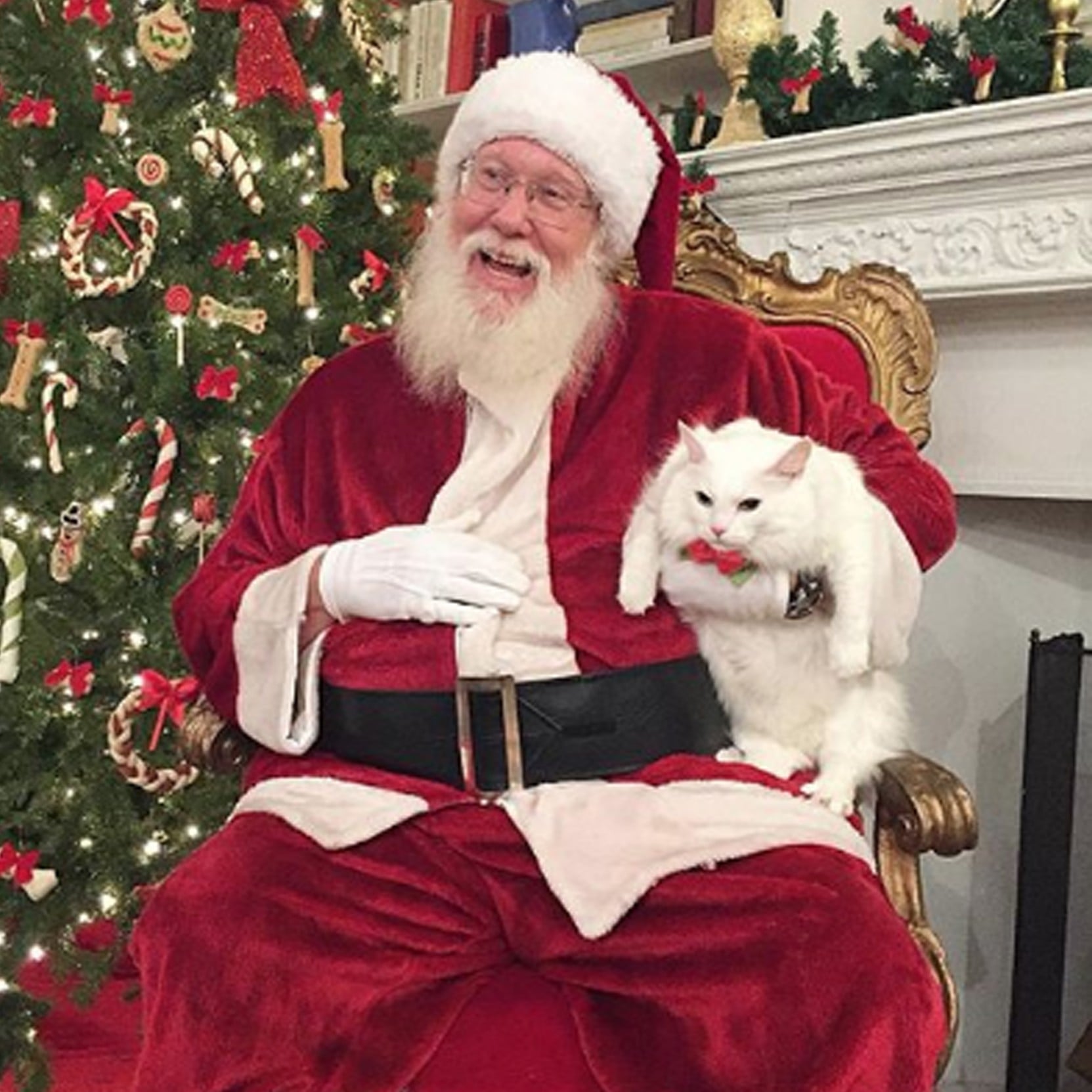 Santa online and cats