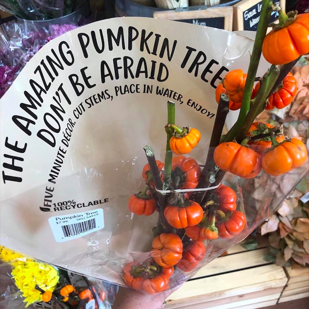 Trader Joe S Is Selling Pumpkin Trees For Just 8 Popsugar Home