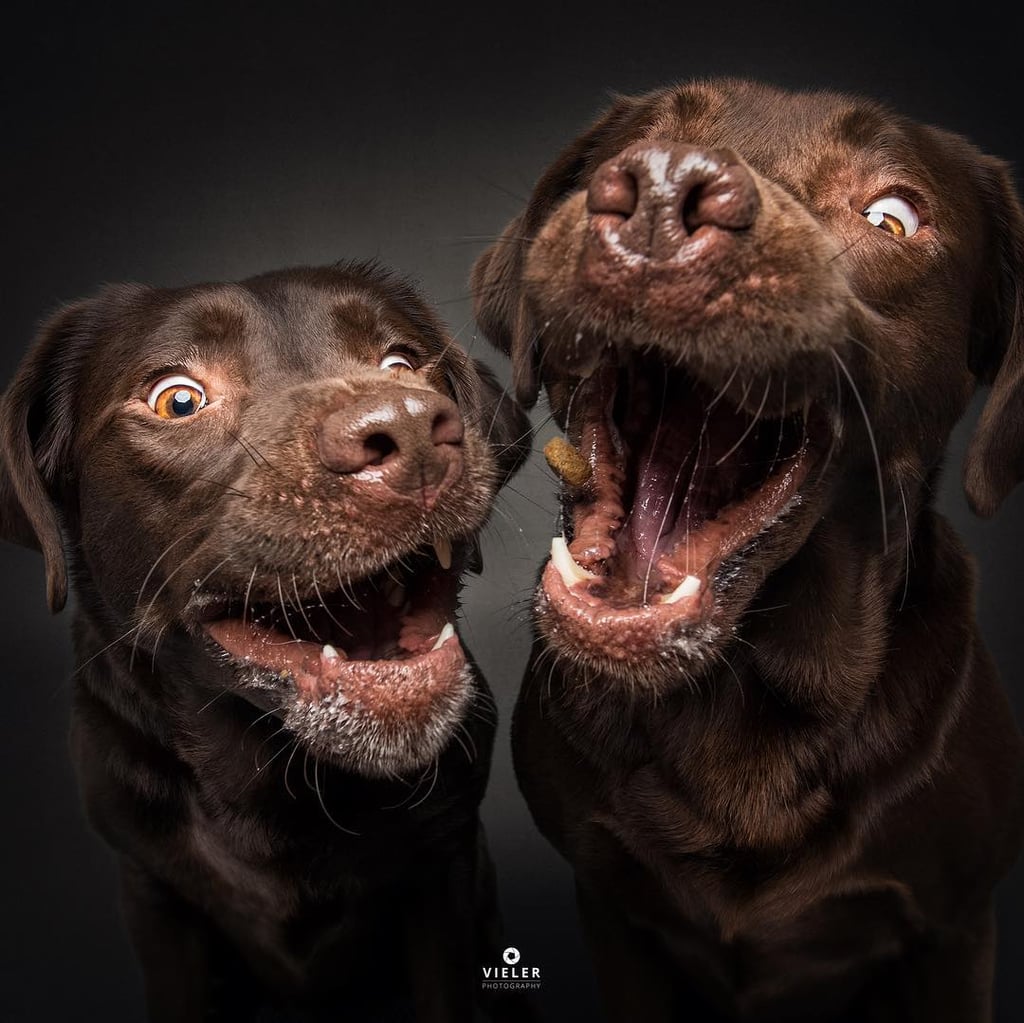 Dogs Catching Treats Photo Series