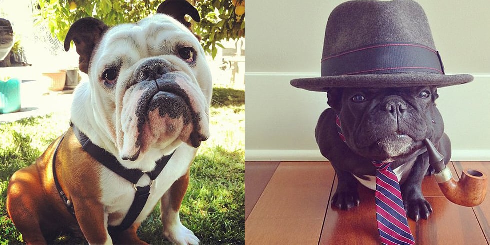 Cute Smushed-Faced Dogs