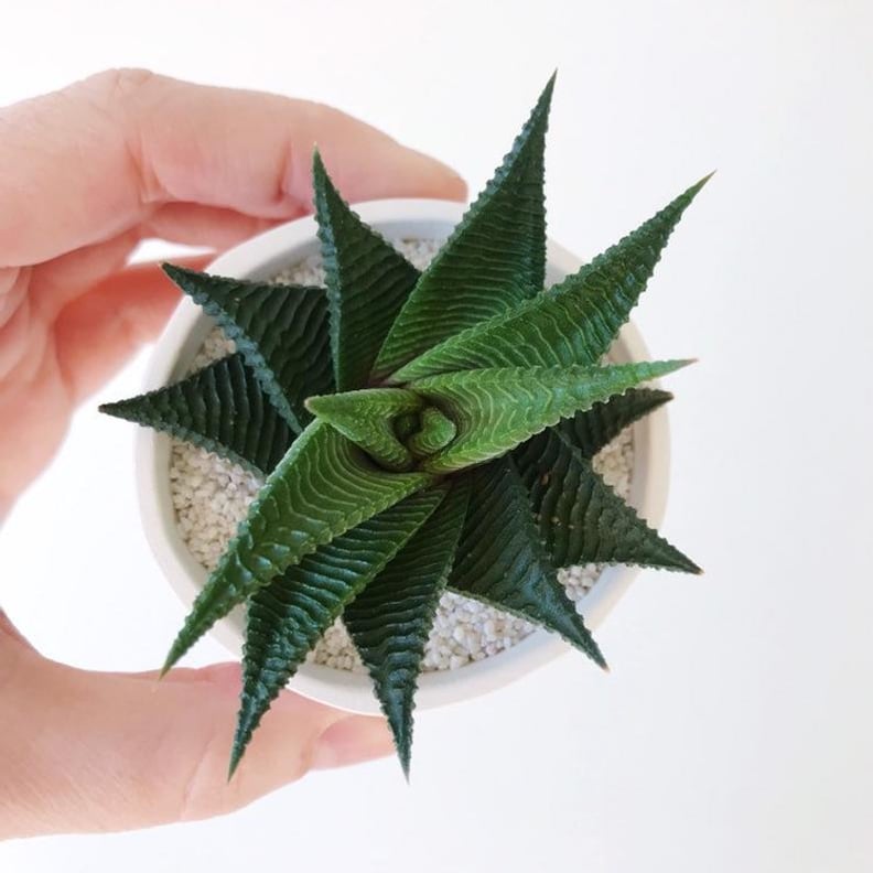 Alejandro Plant and Handmade Ceramic Planter