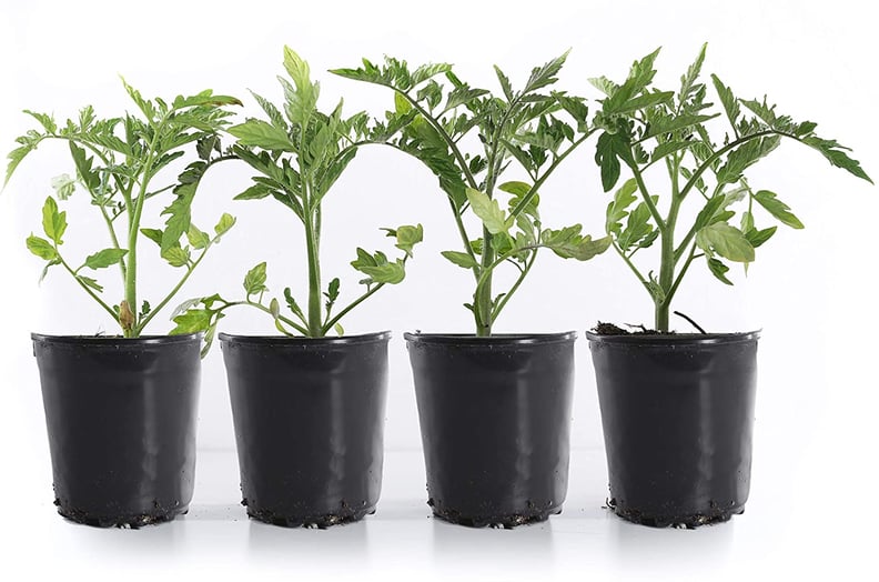 Plants by Post Red Cherry Tomato Plant Pack