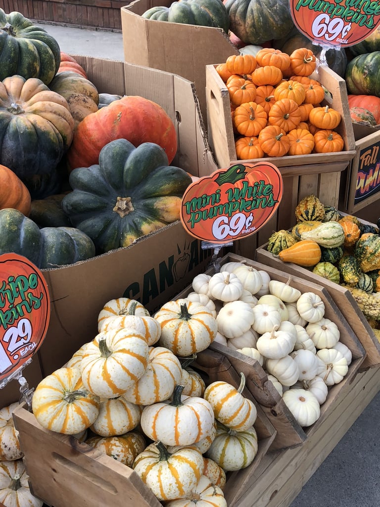 Squash and Gourds! Trader Joe's Healthy Pumpkin Products POPSUGAR