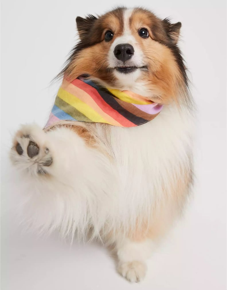 American eagle dog clothes deals