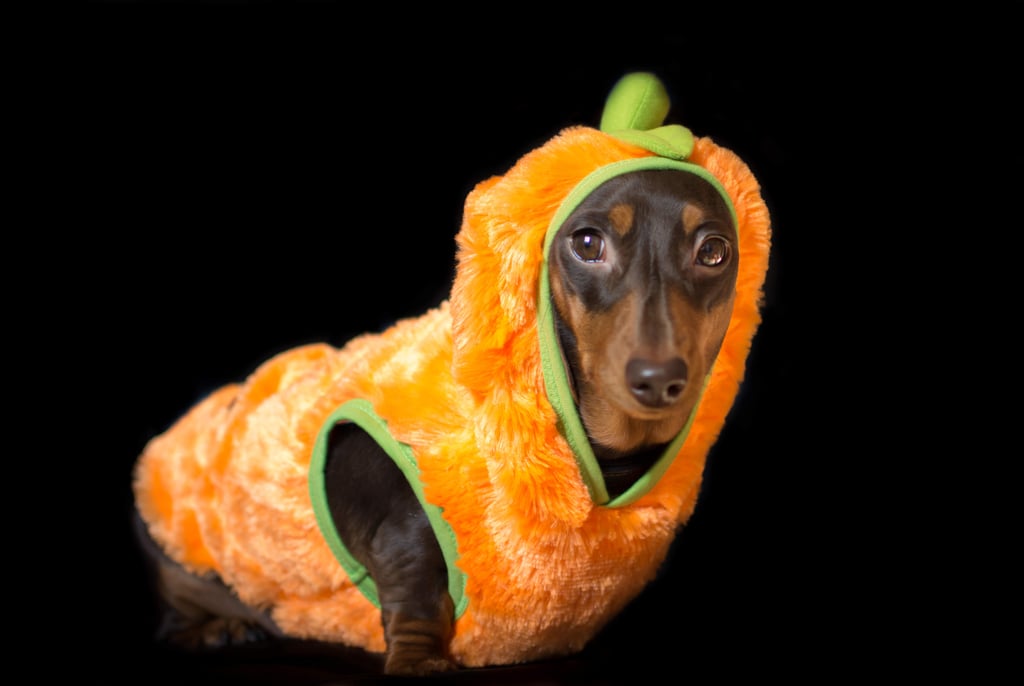 Cutest Dachshund Photos