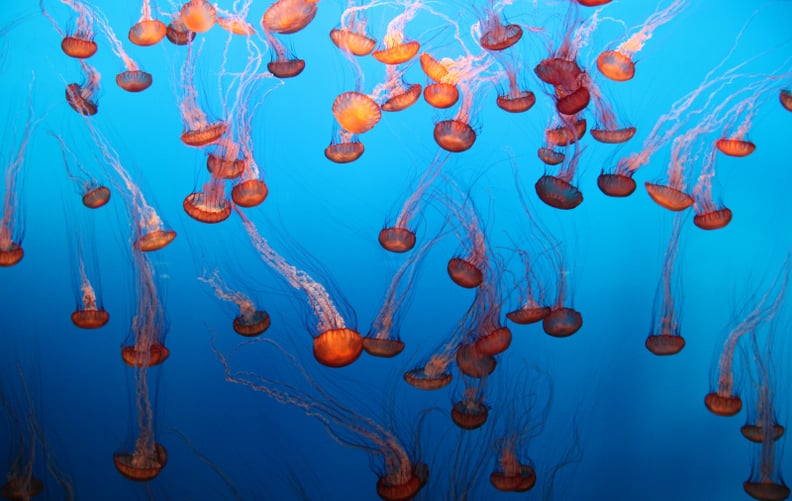 蒙特雷湾水族馆