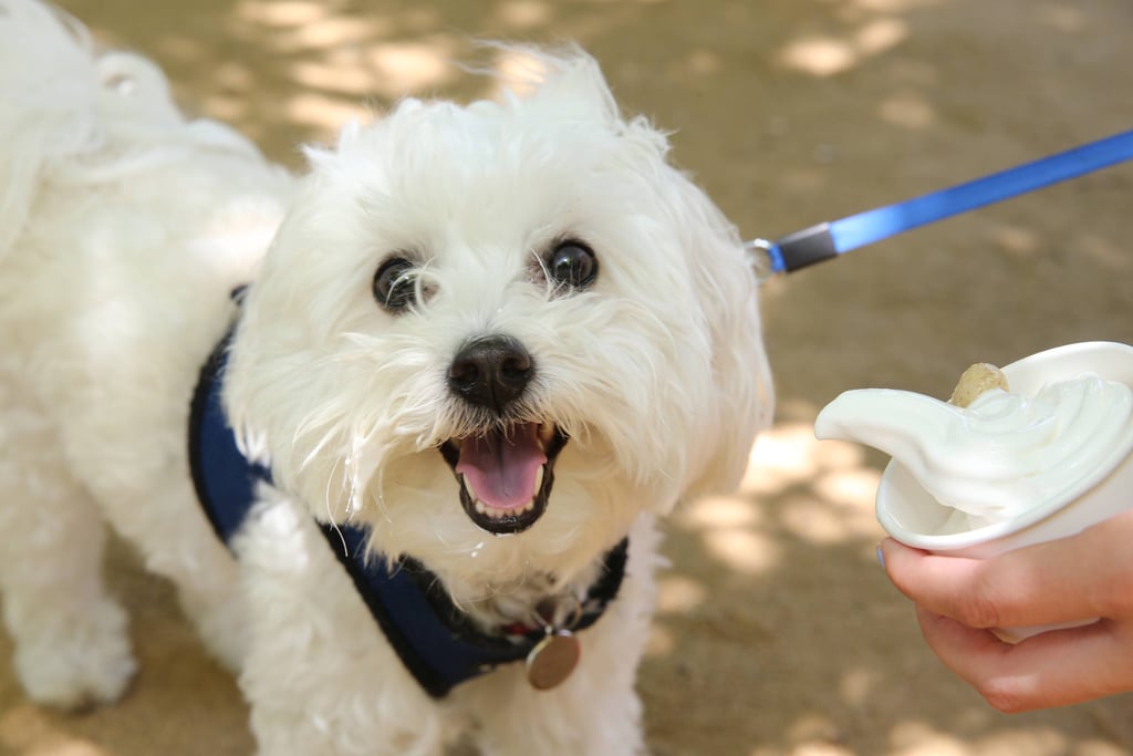PetSmart Free Ice Cream