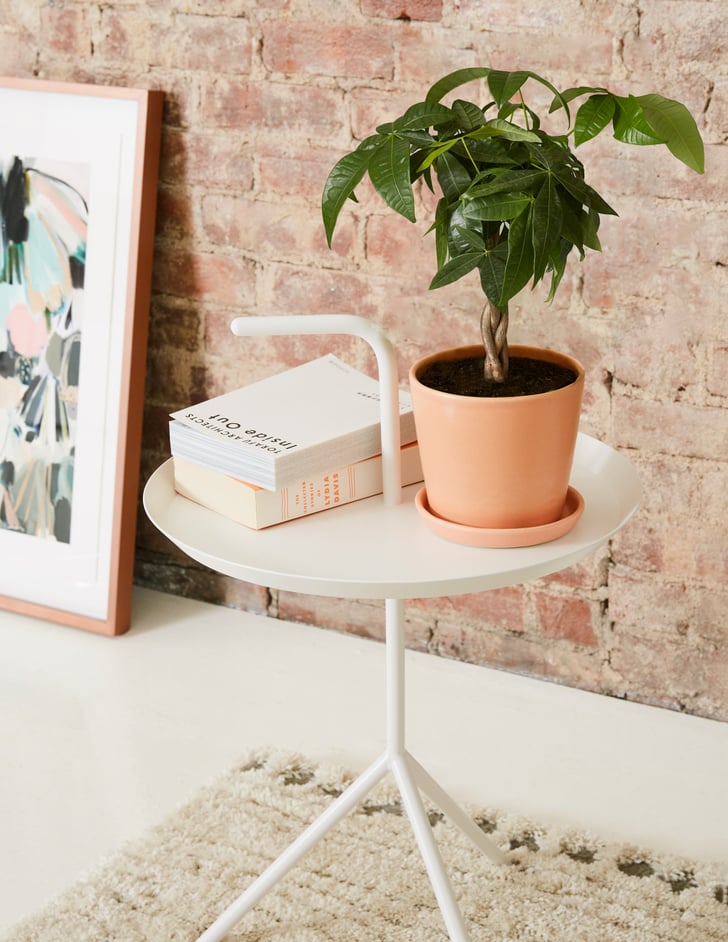 Money Tree Plant | Best Cat-Friendly Plants | POPSUGAR ...
