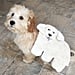 Dog Hybrids