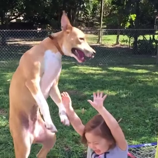 Dog Falls on Kid