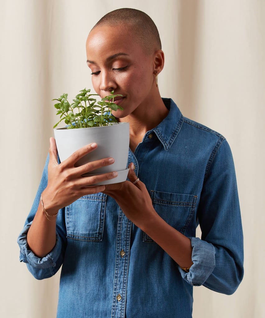 Potted Mint Indoor Plant