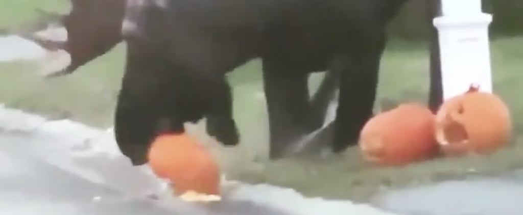 Viral Video of a Moose Eating Halloween Pumpkins