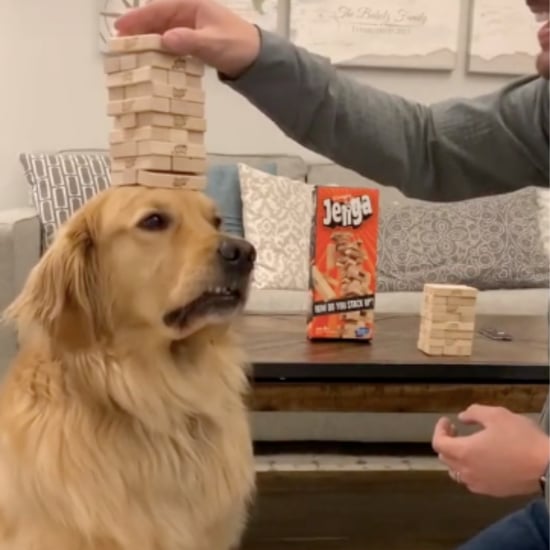Golden Retriever Balances Jenga Blocks on Head | Video
