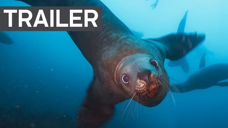 blue planet ii netflix