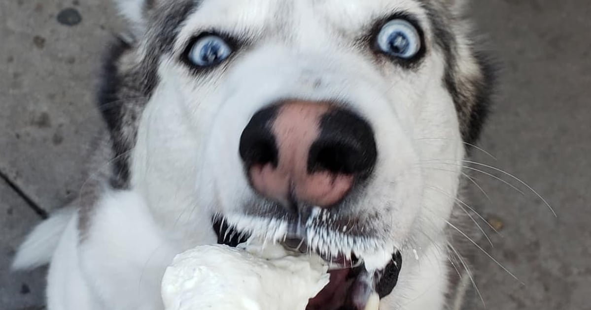 Cute Photos of Dogs Eating Ice Cream POPSUGAR Family