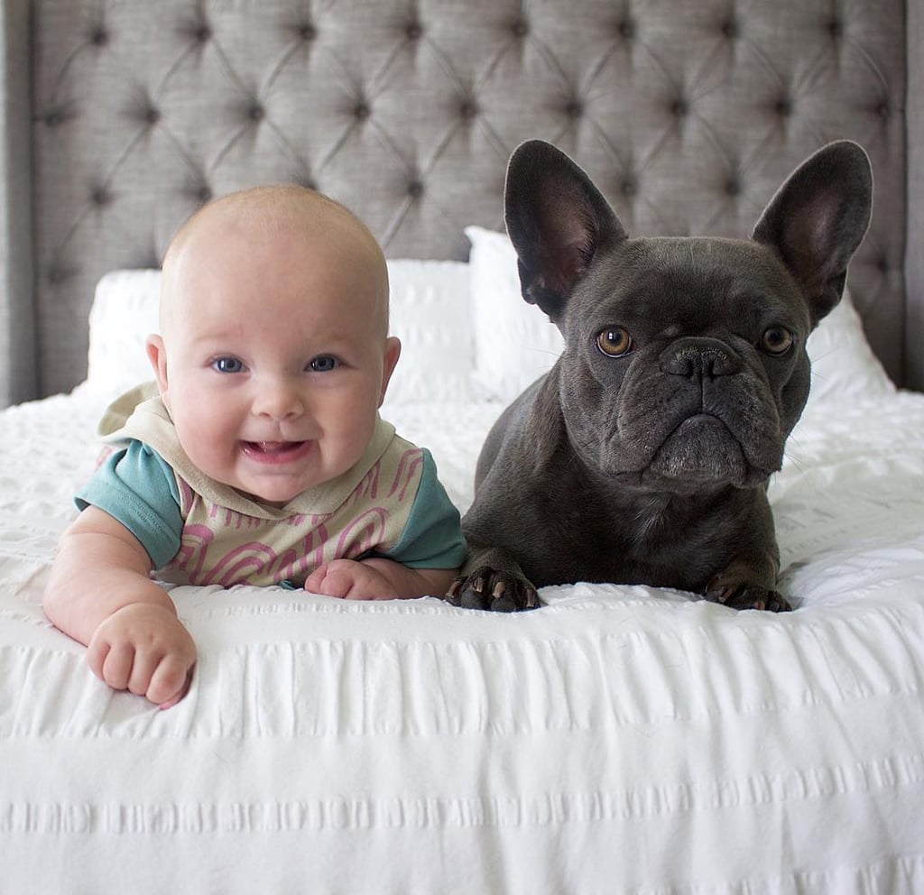 Pictures of French Bulldogs and Babies