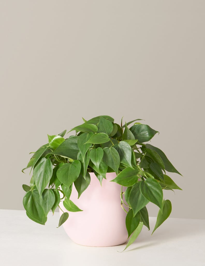 The Sill Philodendron Green