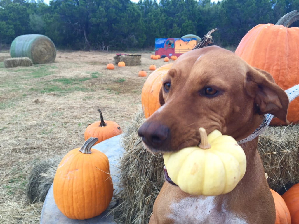 Cute Photos of Dogs in the Fall