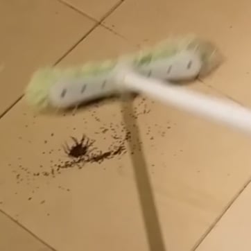 Video of Spider Exploding Into More Spiders