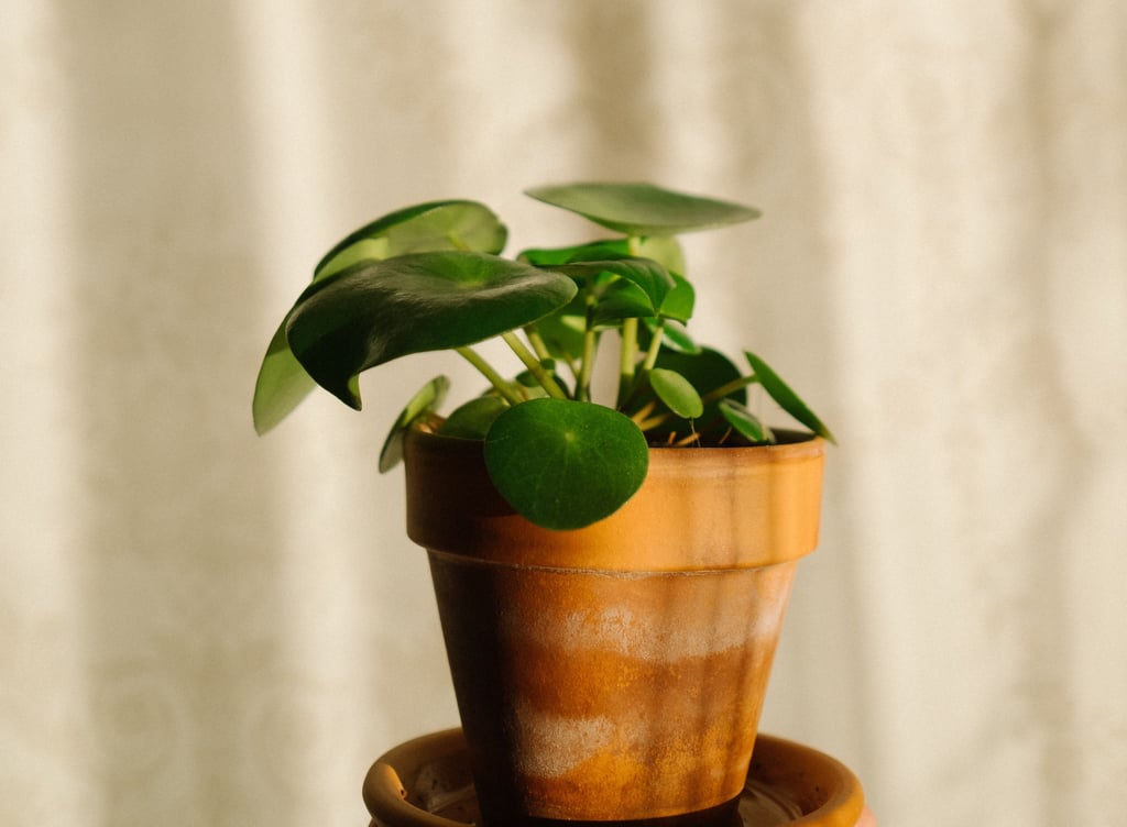 Pilea Plant Care Tips