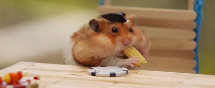 Tiny Hamster BBQ Video POPSUGAR Food